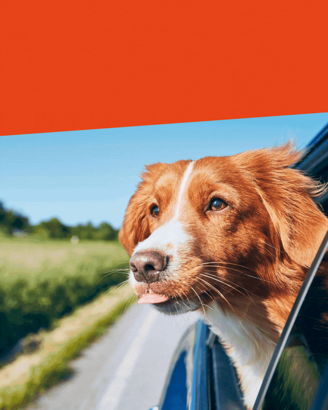 🐾 En route pour les vacances avec vos animaux ! 🚗🐶🐱🐟