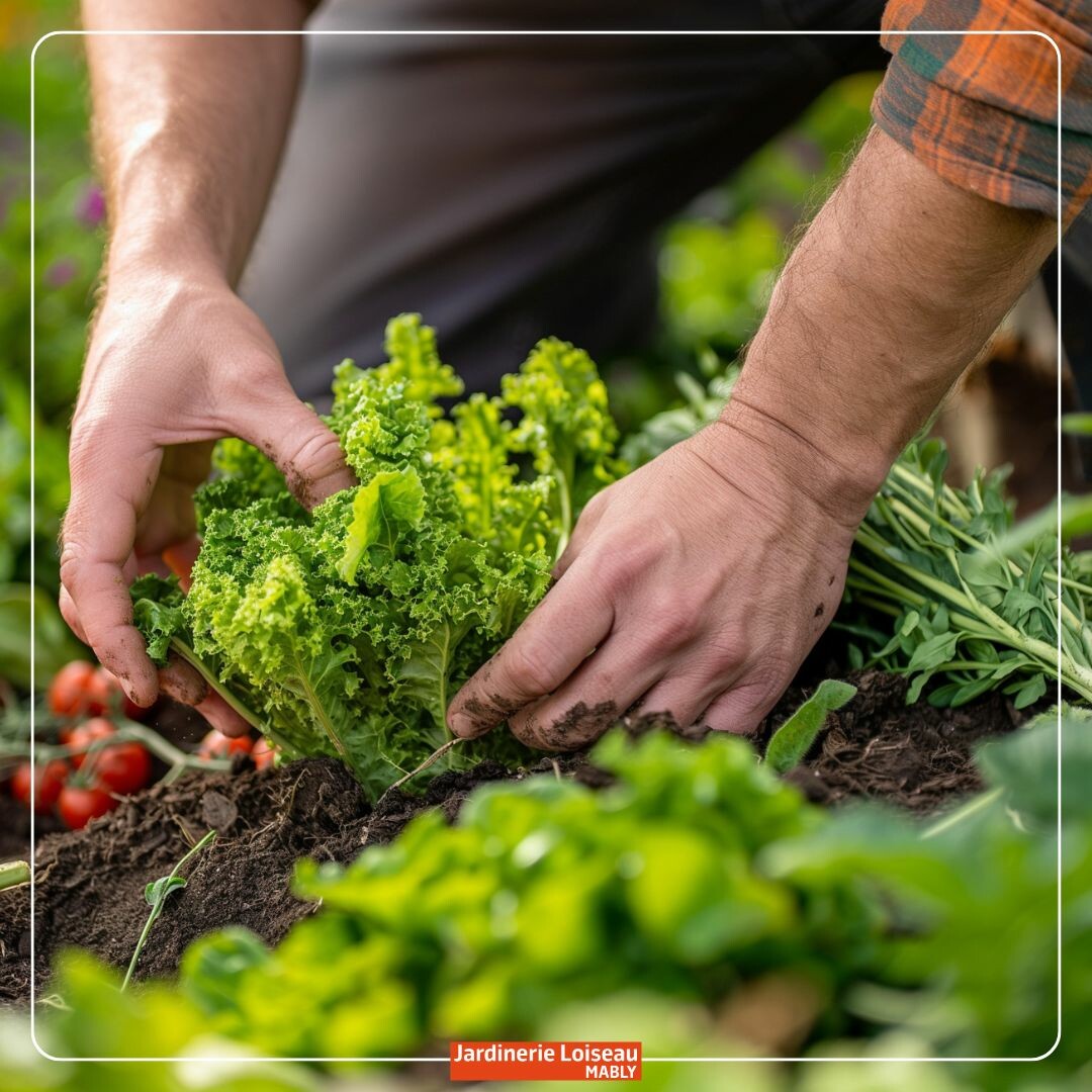 🌱🍂 Septembre au Potager : Temps de Récolte Abondante! 🥕🍅