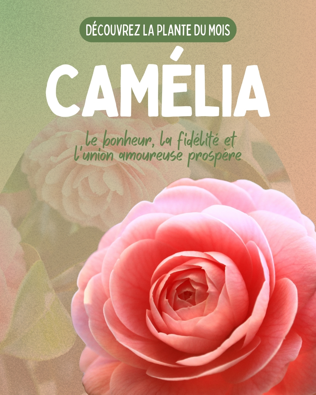 Plante du mois le camélia